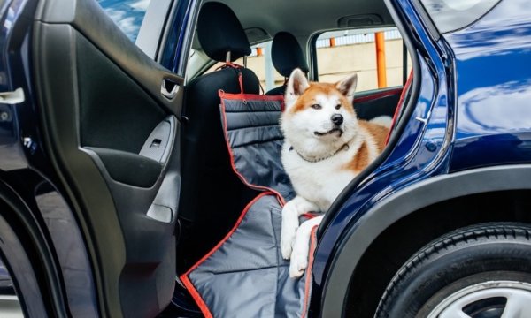 Выбираем качественный автогамак для собаки – путешествуем с питомцем!